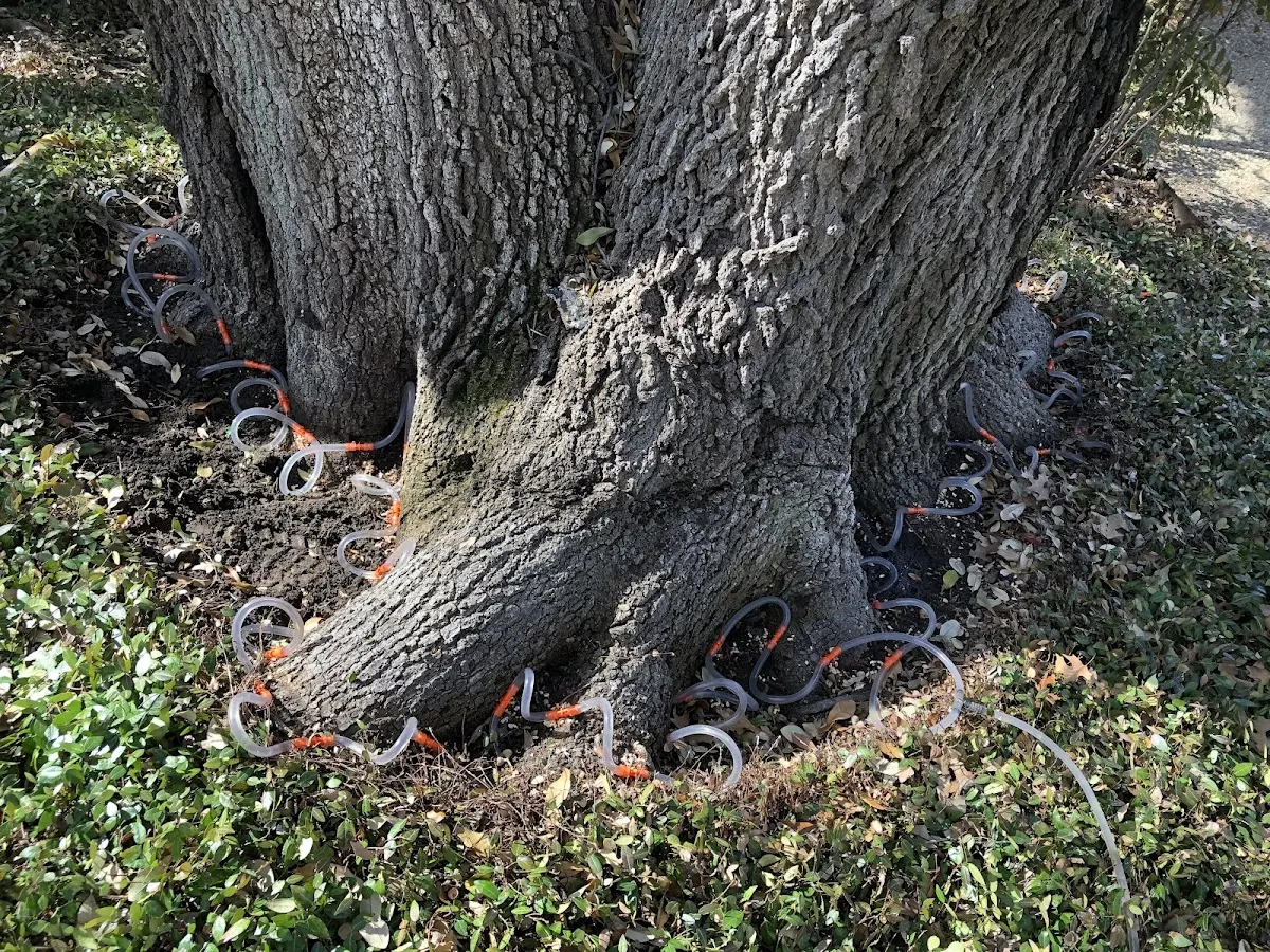 Detailed Tree Cabling and Bracing job site in Brodheadsville